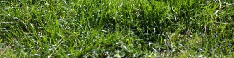 sod installation in Elk Grove, CA