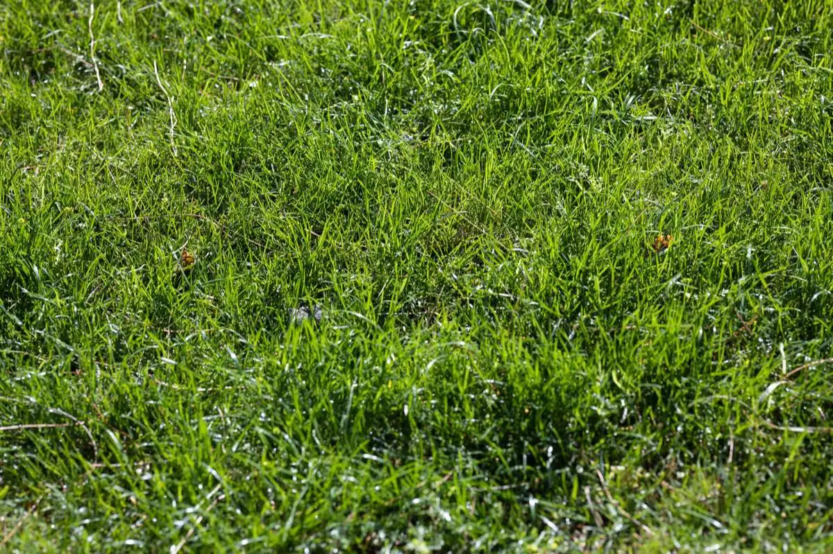 Bermuda Sod in Elk Grove, CA