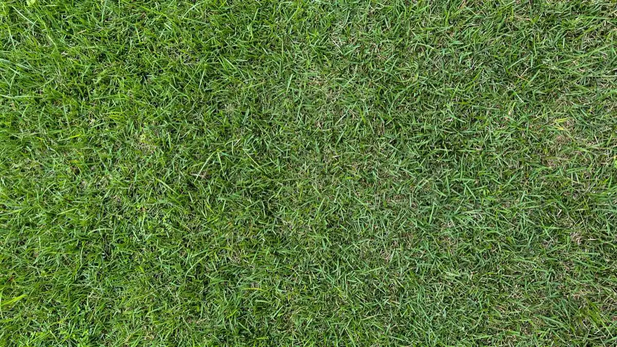Sports Field & Athletic Turf in Elk Grove, CA
